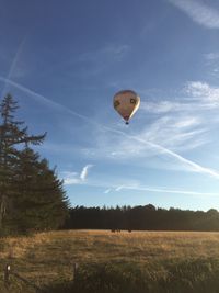 Hei&szlig;luftballon in der Luft &uuml;ber einer Kuhweide am Rande des Waldrands.